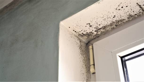Best Attic Mold Removal  in Delhi, CA