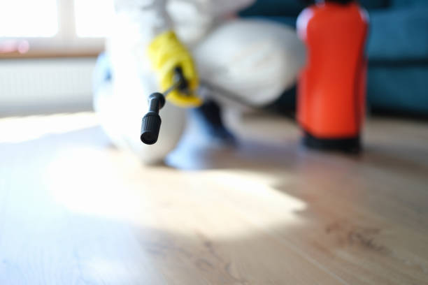 Trusted Delhi, CA Mold Removal Experts