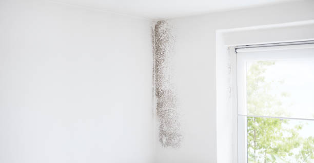 Environmental Consulting for Mold Prevention in Delhi, CA