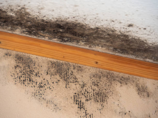 Best Crawl Space Mold Remediation  in Delhi, CA