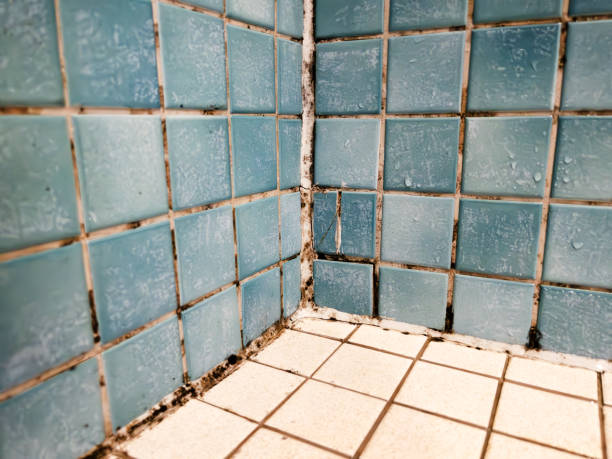Best Asbestos and Lead Testing During Mold Inspection  in Delhi, CA