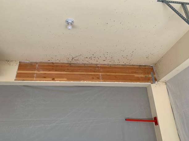 Best Mold Odor Removal Services  in Delhi, CA
